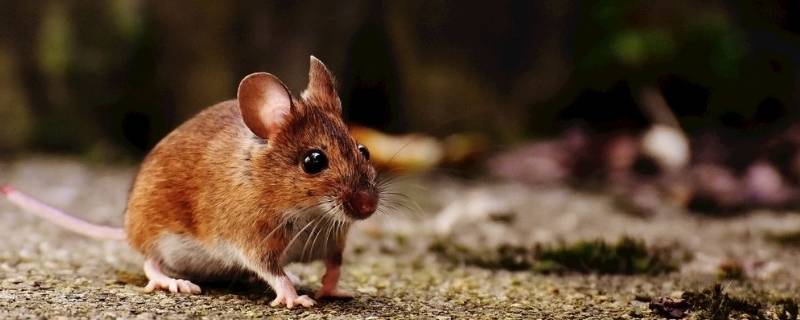 老鼠会不会冬眠 老鼠会冬老鼠会冬眠吗