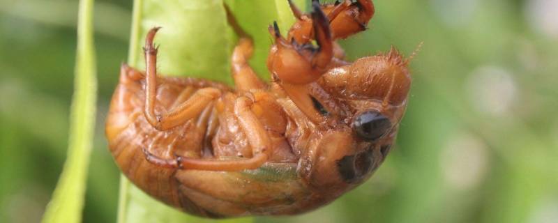 爬叉是什么菜 爬叉吃法大全