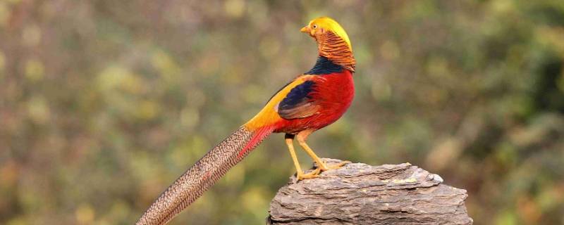 锦鸡属于鸟类还是兽类 锦鸡属于鸟类还是兽类百度