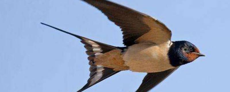 北方的燕子冬天飞到哪里去了 燕子冬天飞到哪里?