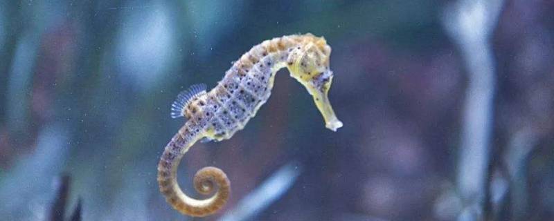 海马是什么动物种类 海马是什么动物种类,海马是什么动物