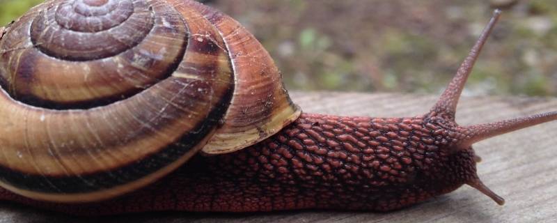 蜗牛吃胡萝卜吗 蜗牛喜不喜欢吃胡萝卜