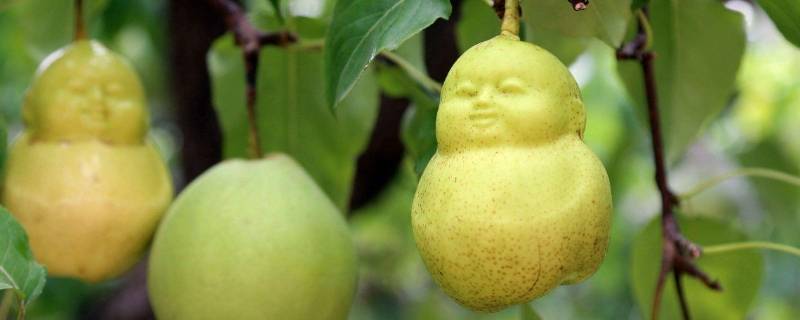 人参果买白的还是黄的（人参果有白色的吗）