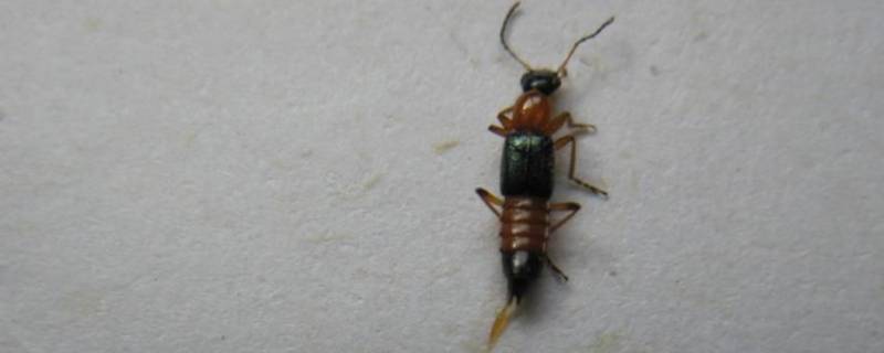 家里有隐翅虫怎么消灭 家里有隐翅虫最简单处理方法