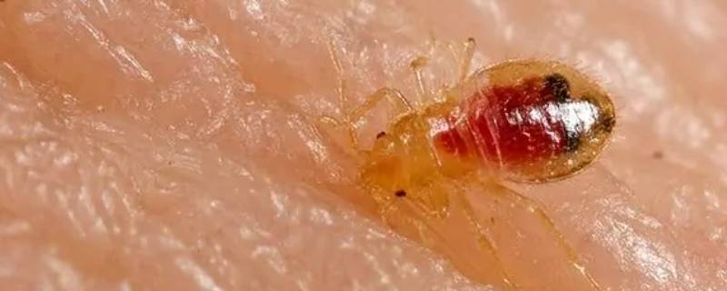 褥虫怎么才能把它消灭 褥虫的最佳杀绝方法