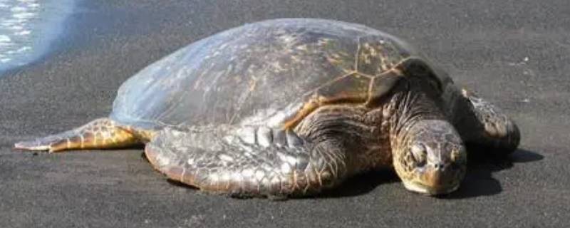 海龟属于什么类动物（海龟属于什么类动物答案）