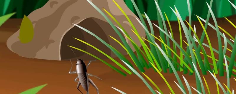 蟋蟀的住宅有什么特点 蟋蟀的住宅有什么特点为什么说蟋蟀的住宅是伟大的工程