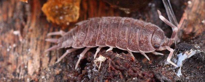 西瓜虫和鼠妇的区别(西瓜虫和鼠妇虫的区别)