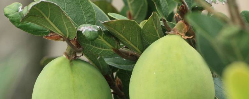 木馒头别名 中药木馒头别名和图片