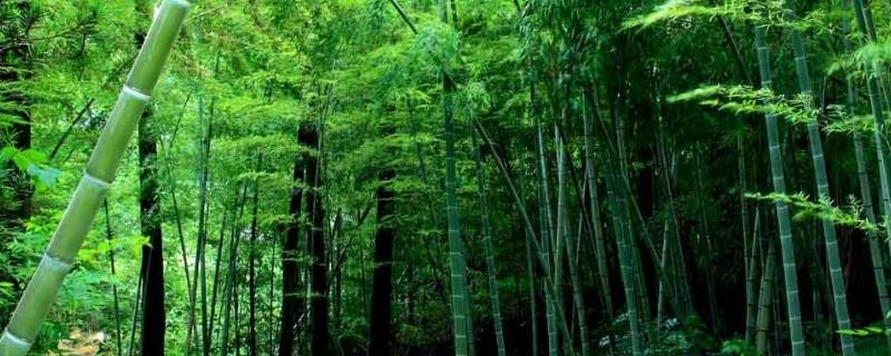 竹子特点与象征意义（竹子的特点和象征）