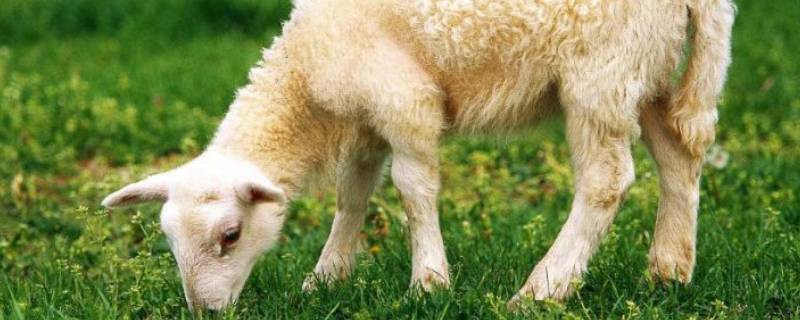 绵羊毛会起球缩水吗（绵羊毛会缩水不）