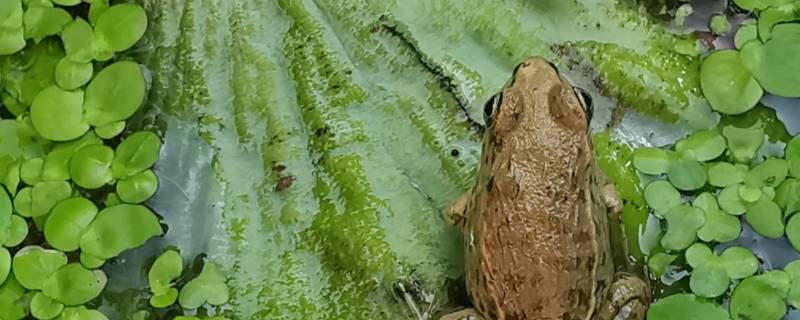 小青蛙的特点是什么 小青蛙的特点是什么?儿歌补充完整