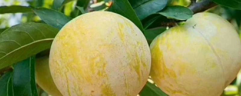 奈李可以放冰箱吗 奈李能不能放冰箱