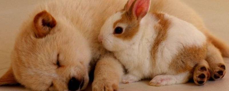 人类的好朋友有哪些小动物(人类的好朋友有哪些小动物有什么本领)