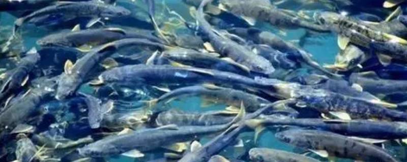 青海湖的鱼为啥不可以吃 青海湖的鱼为什么不让吃