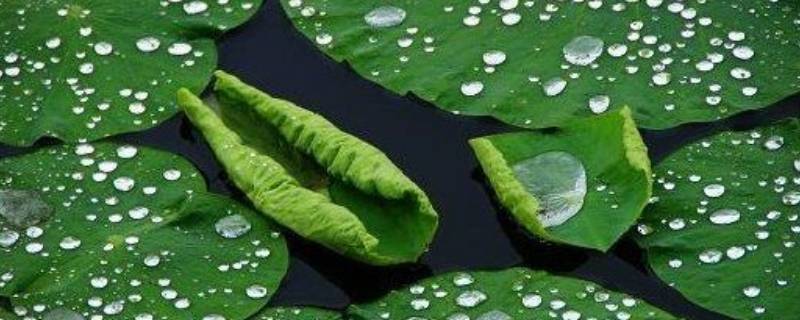 雨水能直接饮用吗（天上下的雨水能直接饮用吗）