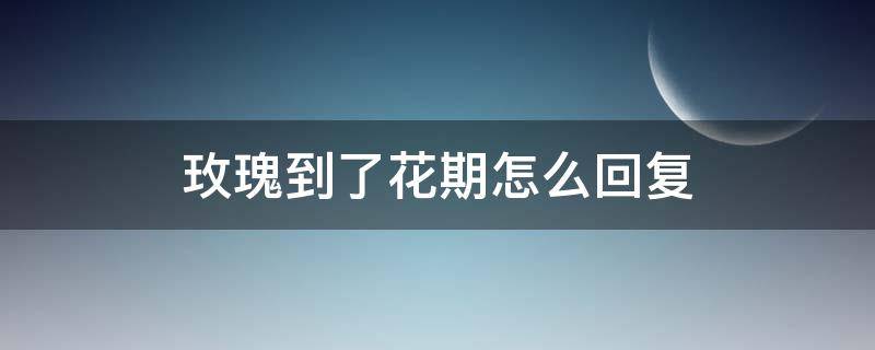 玫瑰到了花期怎么回复 玫瑰到花期了暗示什么