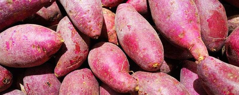红薯一年四季都有吗(红薯全年都有吗)
