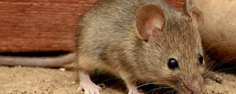 有老鼠屎一定有老鼠吗 有老鼠屎的地方是不是有老鼠