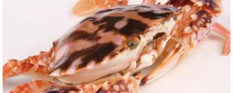 螃蟹品种 螃蟹品种大全图