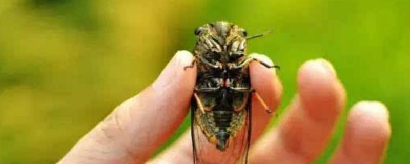 立秋后的知了有寄生虫吗（立秋后的知了幼虫还能吃吗）