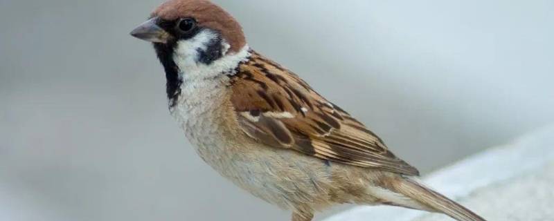 麻雀身上的小虫子是什么（麻雀身上的小虫子是什么有毒吗）