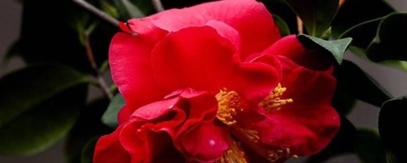 我国盛产茶花的城市 我国盛产茶花的城市是哪一个?