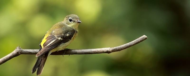 鸟攻击人是什么原因（鸟会主动攻击人吗）