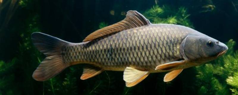 草鱼是鲤鱼还是鲫鱼(鲤鱼草鱼和鲫鱼的区别)