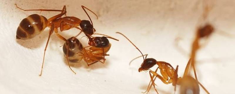 整栋楼都有蚂蚁怎么办(整栋楼都有蚂蚁怎么回事)