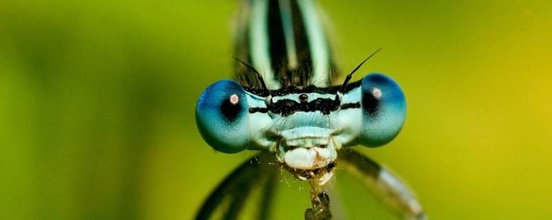 蜻蜓的特点简单介绍 蜻蜓的特点简单明了