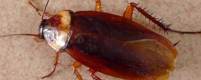 新房子有蟑螂是什么原因 新房子会有蟑螂吗