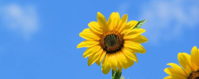 向日葵怎么配文案 向日葵和太阳文案