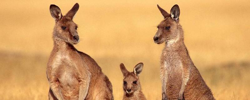 袋鼠会游泳吗 袋鼠会游泳么