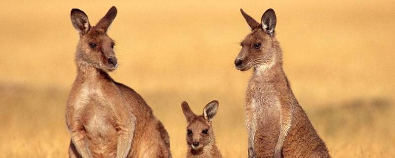 公袋鼠有袋子吗 公袋鼠有袋子吗之内的常识题