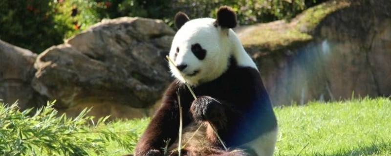 食铁兽是谁的坐骑（食铁兽到底是什么动物）