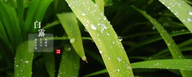 白露吉祥语 白露的含义和谚语