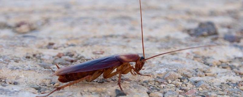 房间有蟑螂是什么原因 房间里有蟑螂是什么原因