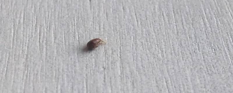 卧室里有小黑虫是怎么回事 卧室里有小黑虫会是什么虫子