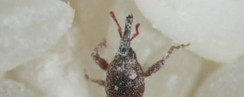 米虫离开米会自动死吗(米虫不管它会自己死掉吗)