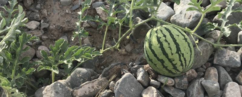 石头西瓜是哪里生产的（石头缝西瓜哪里产的）