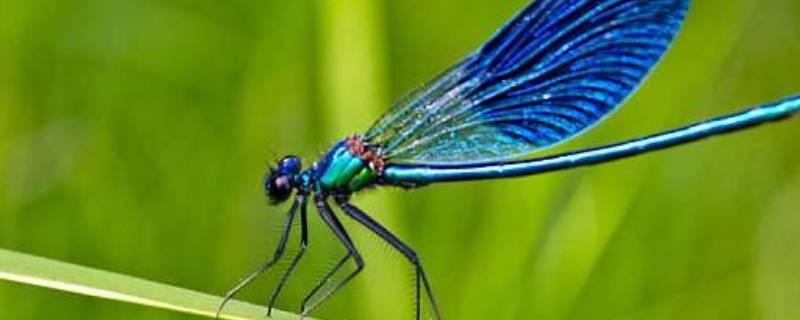 蜻蜓吃什么水果 蜻蜓吃什么水果好呢