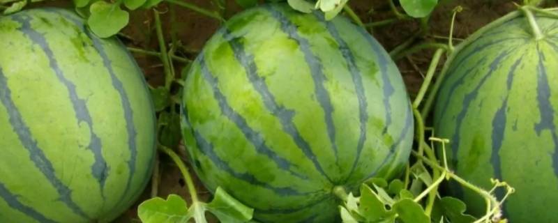 西瓜属于什么性水果 西瓜属水果类吗