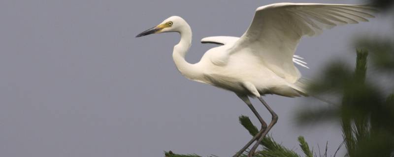 白鹭的精神品质 白鹭的品质和特点