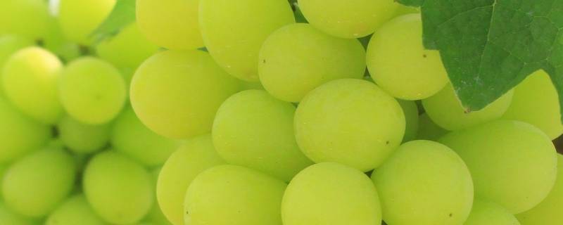 阳光玫瑰是葡萄还是提子（阳光玫瑰到底是葡萄还是提子）