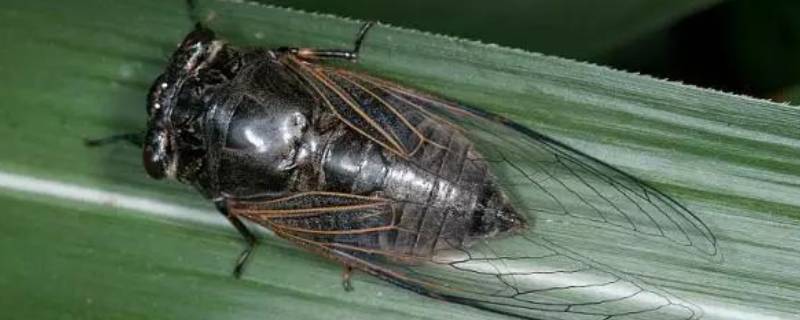 知了能飞多高 知了能飞多高,多远?