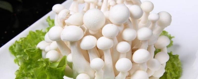 白玉菇不焯水有毒吗 白玉菇吃的时候用不用焯水