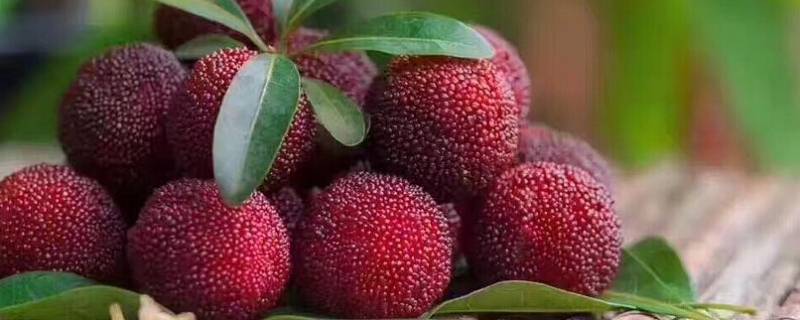 杨梅放冰箱要密封吗 杨梅放冰箱保存要密封吗