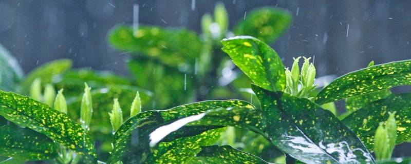 阵雨和雷阵雨的区别是什么（雷雨和雷阵雨的区别）