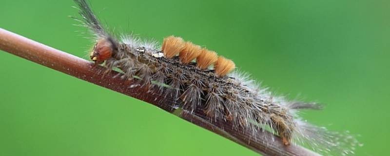杨树上的毛毛虫怎么杀死（杨树有毛毛虫怎么办）